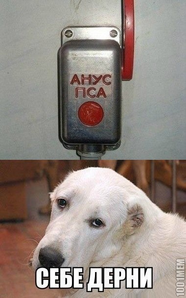 собака недовольна