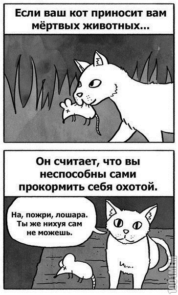 котэйка