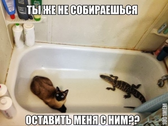 Котэ напуган