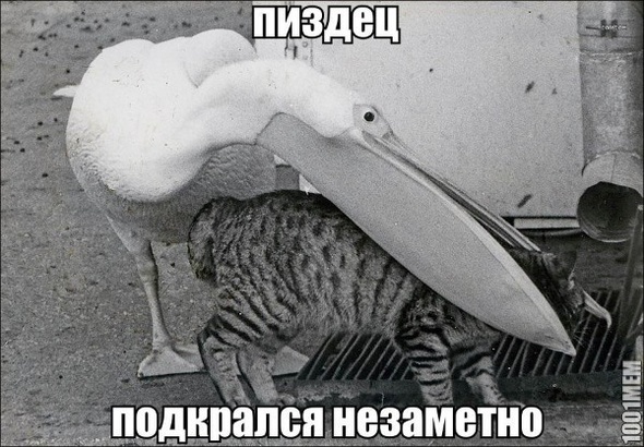 Бедный кот XD