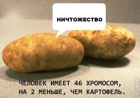 картофель