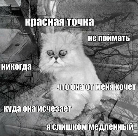 бедный котик