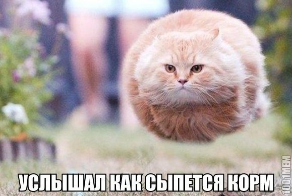 сущность всех котеек