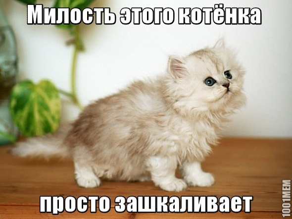 Котёнок