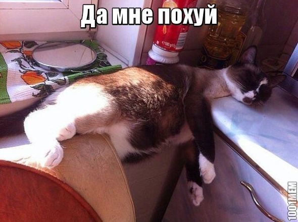 Коты такие коты:D