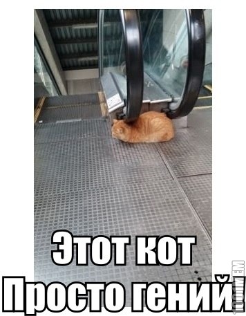 Массаж для кота)))