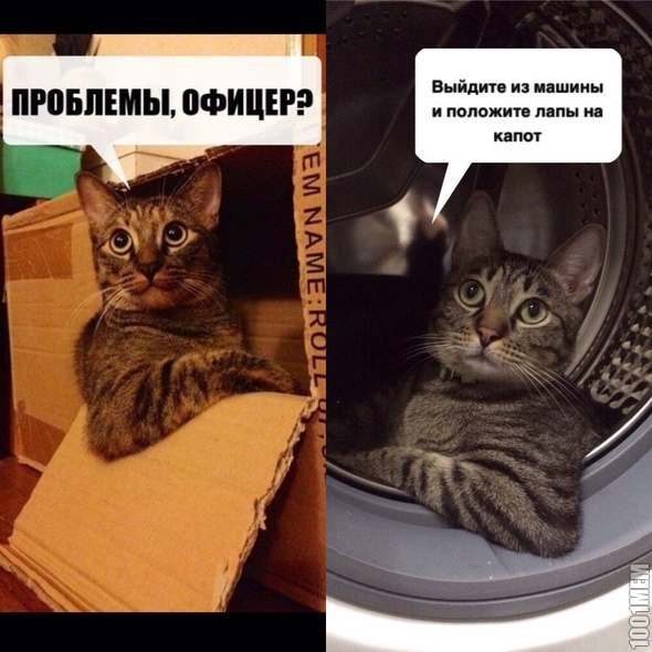 полицейский котэ