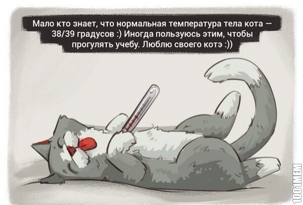 котик