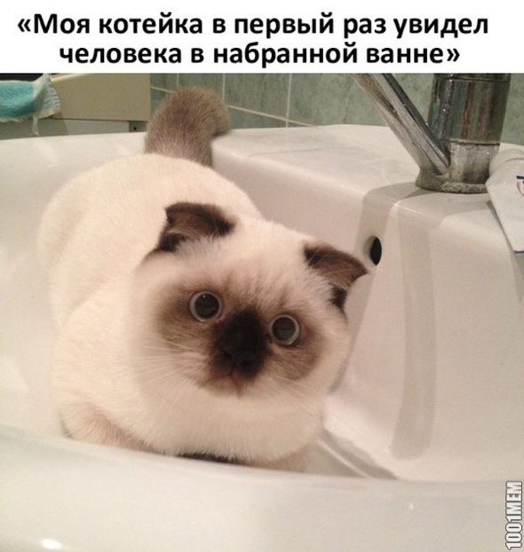 Котейка в ахуе