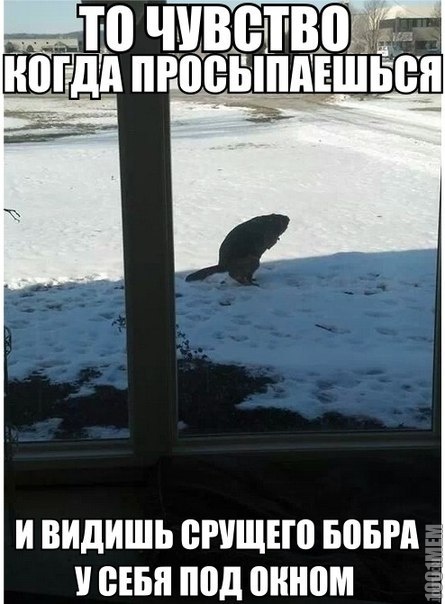 бобр добр)