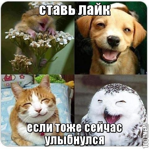 Улыбочка