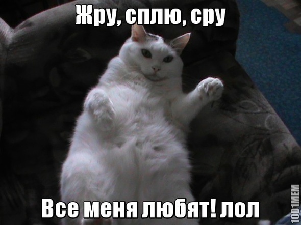 LOL КОТ №1