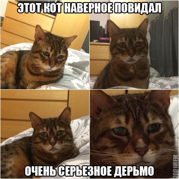 котик