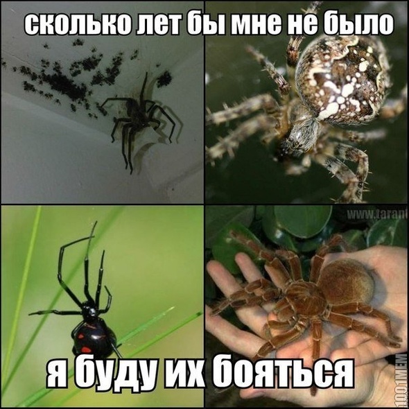 Да все на свете этих чудовищ боятся =)