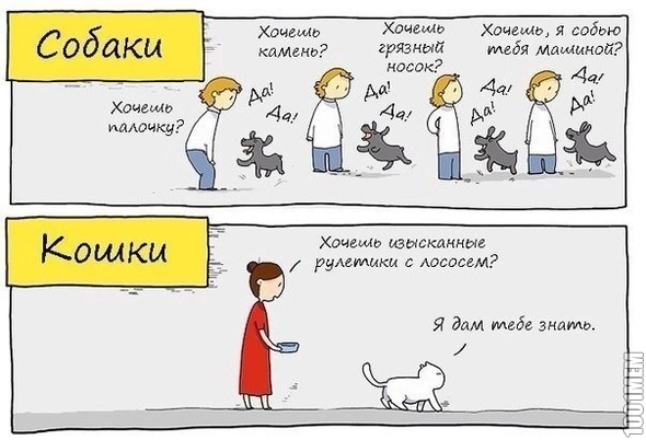 Кошки\собаки
