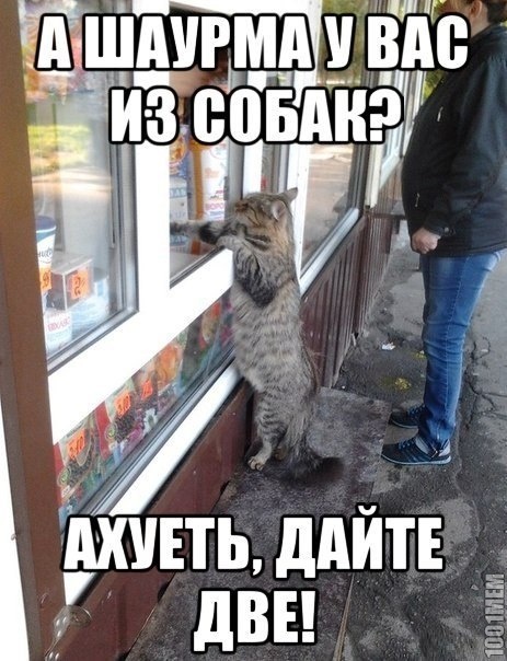 кошак