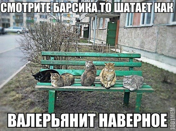 коты