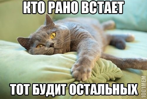 котэ всех будит