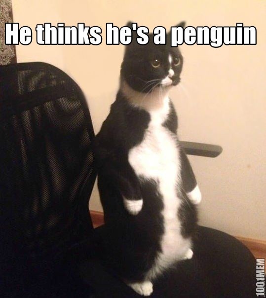 He thinks he's a penguin