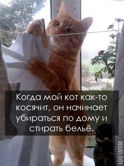 котэ