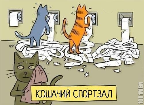 котэ