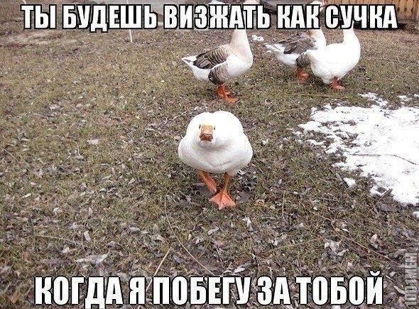 гусь