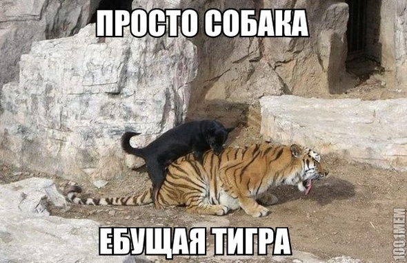 собака ебущая тигра