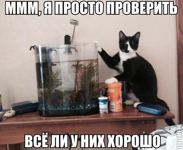 заботливый кот