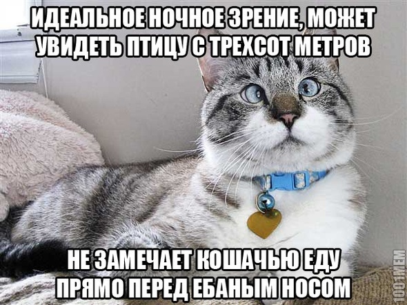 котэйка