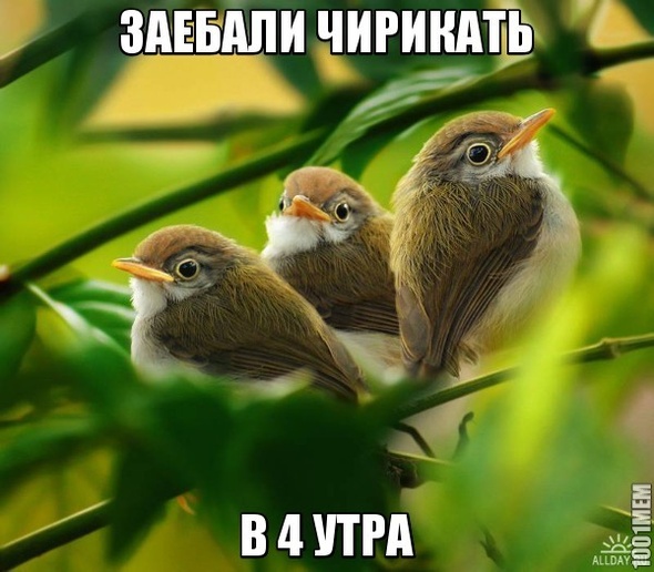 ПТИЧКИ БЛЯ