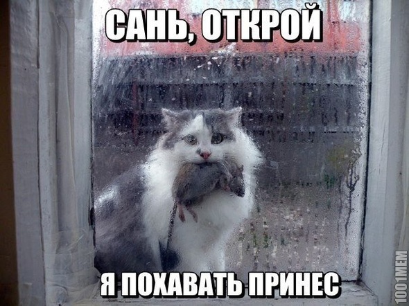 принес