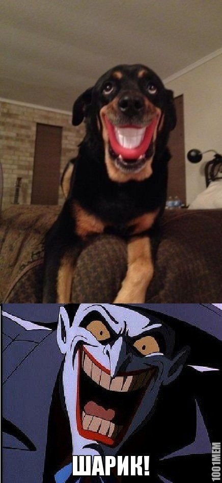 Joker`s dog