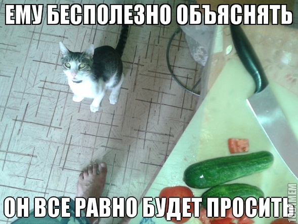 Типичный кот