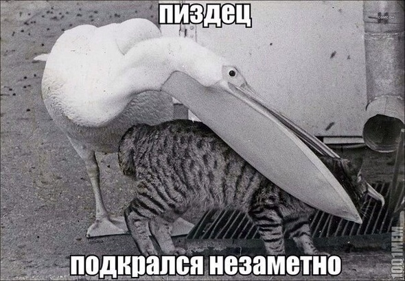 пздц