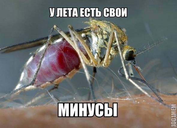 летний минус