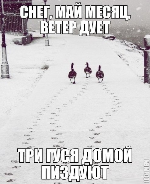 3 гуся