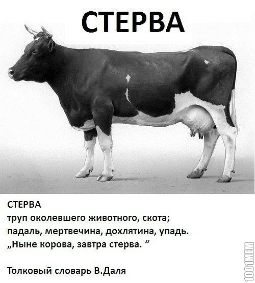 стерва