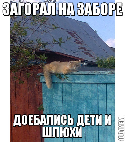 Кот загорел