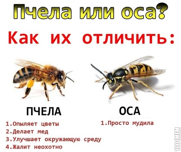 Пчела или Оса