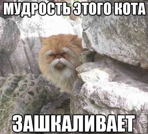 мудрый кот))