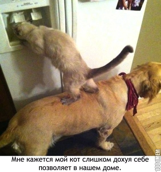 Охуевший кот