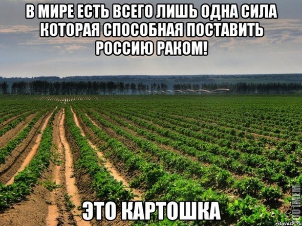 картоха