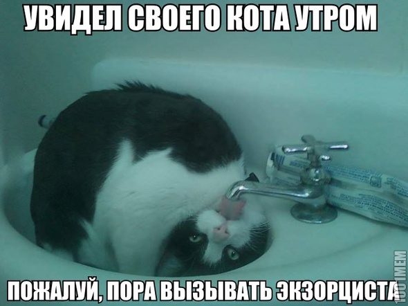 котеюшки