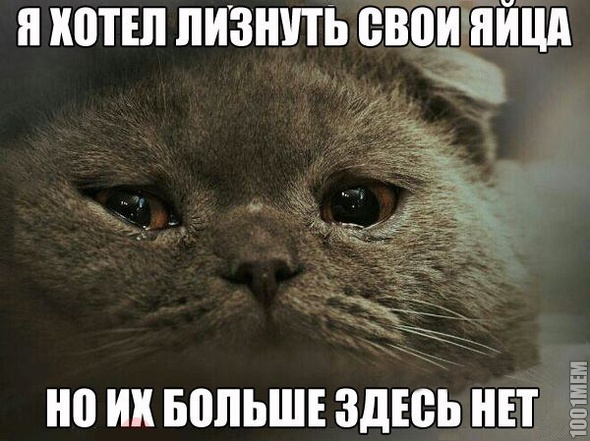 Бедный коте(