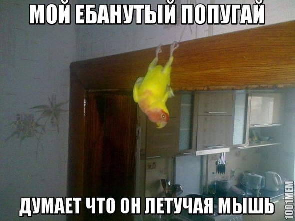 Попугай