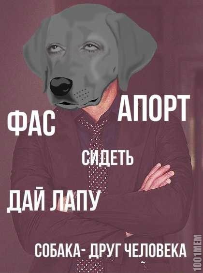 бедные песики