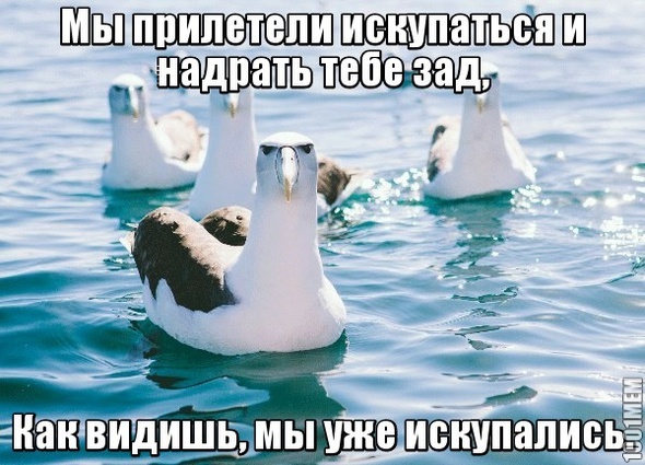 Чайки