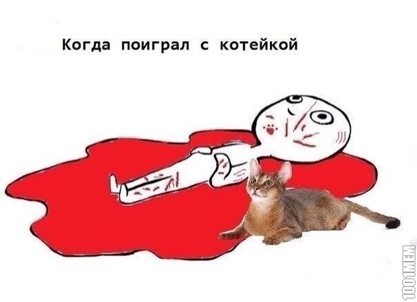 кот