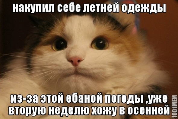 котэ