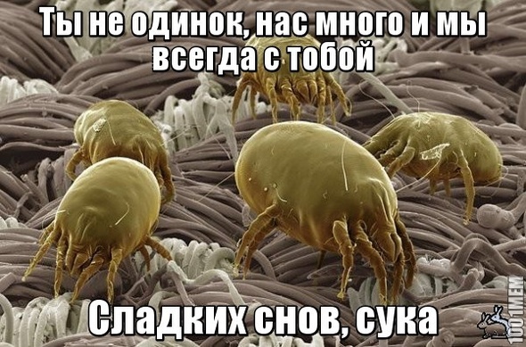 Спокойной ночи